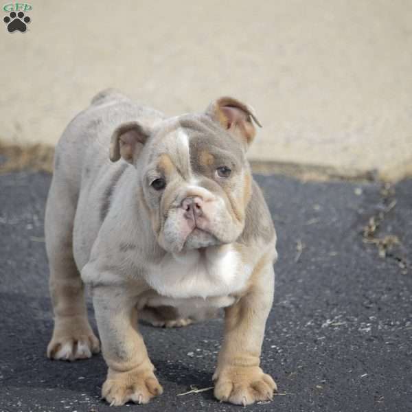 Casey, English Bulldog Puppy